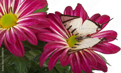 Photo: Fourbar Swordtail Butterfly Fourbar Swordtail Butterfly