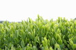 新茶の茶葉