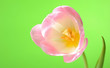 Foto: Beautifu spring pink tulip flower over light green background Beautifu spring pink tulip flower over light green background