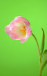 Foto: Beautifu spring pink tulip flower over light green background Beautifu spring pink tulip flower over light green background