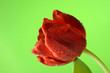 Foto: Beautiful red tulip flower over light green background Beautiful red tulip flower over light green background