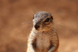 Ground squirrel in the Northern Cape of South Africa Ground squirrel in the Northern Cape of South Africa