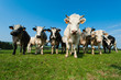 Foto: Cows on on farmland in the Ardennes Cows on on farmland in the Ardennes