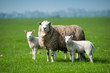 Mother sheep and her lambs in spring