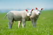 cute lambs in spring cute lambs in spring