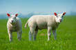 cute lambs in spring cute lambs in spring