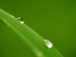 Gouttes d'eau sur une feuille