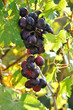 Table grapes on the vine