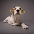 Dog Dog