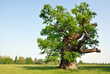 English Oak
