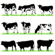 Vector: Cows & Bulls set Cows & Bulls set