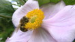 Bee landing on a flower, then collecting pollen Bee landing on a flower, then collecting pollen