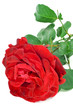 red rose