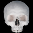 Human skull- upper half