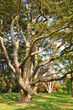 Amazing oak