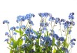 canvas print picture - Flower forget Me not