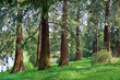 Sequoia Forrest