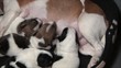 Jack Russel Welpen