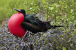 Fregattvogel #2