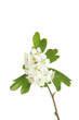 Hawthorn flowers