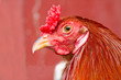 Rooster Close-Up on a Reddish Background.