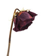 Dry rose