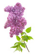 Blooming flower of purple lilac,isolated Blooming flower of purple lilac,isolated