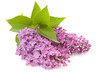 Blooming flower of purple lilac,isolated Blooming flower of purple lilac,isolated