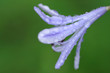 ����: Rain drops on lillie � Ellen #31914775