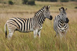 Alert zebras in grassland Alert zebras in grassland