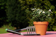 Blumen umpflanzen