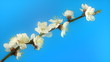 Timelapse blooming cherry branch