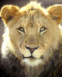 african lion full frame close up big cat african lion full frame close up big cat