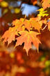 Colorful Maple Leaves