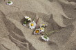 Fiore di Margherita tra la sabbia Fiore di Margherita tra la sabbia