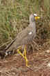 Wattled Plover Wattled Plover