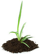 jeune plante dépolluante, phalangère, chlorophytum
