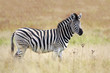 Burchell's Zebra in grassland Burchell's Zebra in grassland