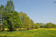 Foto: Natürliches Weideland (Ostfriesland) Natürliches Weideland (Ostfriesland)