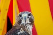 Bird of prey