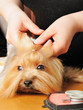 Professional grooming
