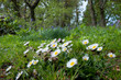Daisy