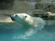 Ours blanc dans l'eau