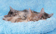 Photo: Somali siblings asleep in a blue bed Somali siblings asleep in a blue bed