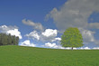 Wiese mit Baum