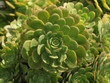 Photo: Spiral pattern of a plant unravels Spiral pattern of a plant unravels