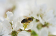 Foto: Biene bestäuben Kirschblüte Biene bestäuben Kirschblüte