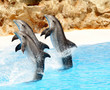 Bottlenose Dolphins performing