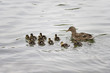 Entenfamilie