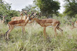 Young Impala love Young Impala love
